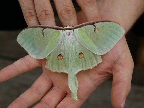 Luna Moth in Hand