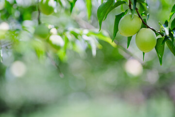 風景素材　夏の陽射しを浴びた鮮かな梅の実