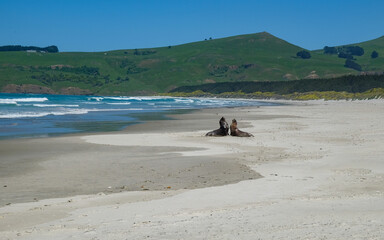 Fototapeta na wymiar Two sea lions seen alongside Victory Beach in New Zealand