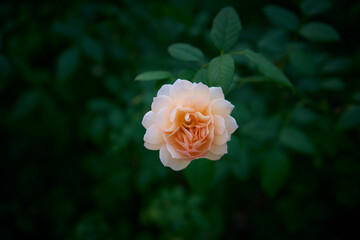  Rose in the Garden