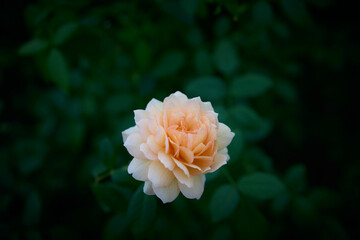  Rose in the Garden
