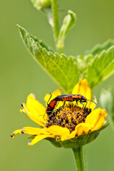20220710 A1R_7594 False Milkweed Bug