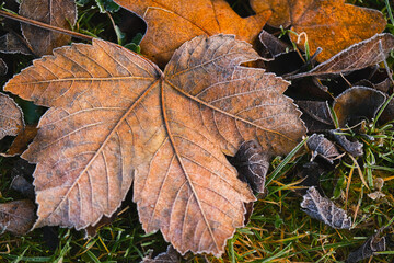  maple leaves in frost.Late frosty autumn.Autumn nature.