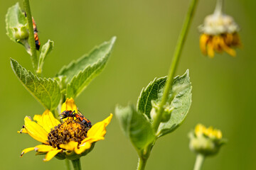 20220710 A1R_7620 False Milkweed Bug