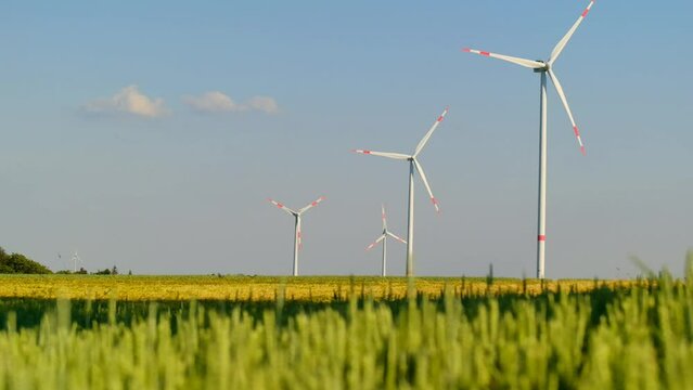 Wind generators set in a wheat field.Natural renewable clean energy. Ripe wheat and windmills.Rotation of the blades of wind generators. Alternative energy sources. 4k footage