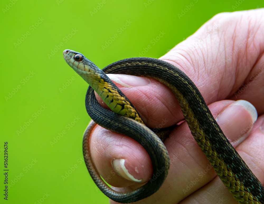 Canvas Prints snake in the hand