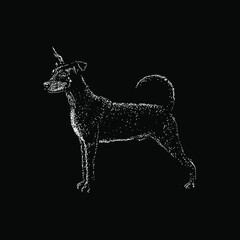 German Pinscher hand drawing vector illustration isolated on black background