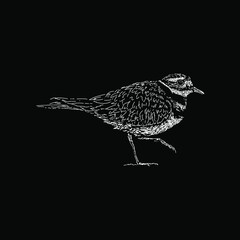 Killdeer bird hand drawing vector illustration isolated on black background - obrazy, fototapety, plakaty