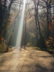 morning in the forest