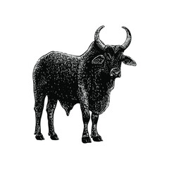 Zebu hand drawing vector illustration isolated on black background