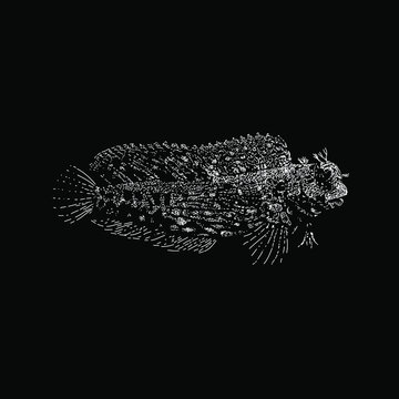 Lawnmower Blenny fish hand drawing vector illustration isolated on black background