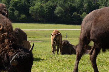 Photo of a baby buffalo in a field with adult buffalo pack.