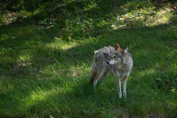 Naklejka na ściany i meble Photo of a coyote in a field. It is July and he is shedding his fur. 
