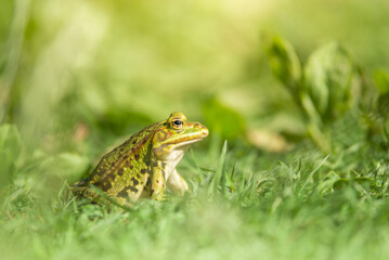 A green pond frog in the grass.