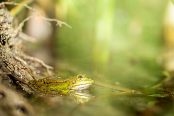A green frog in the pond