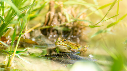 A green frog on the waterfront