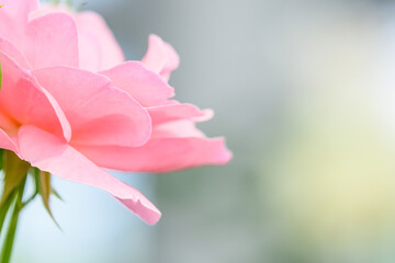 バラの花「美しいピンクのバラ」ステファニードモナコ
Rose flower 