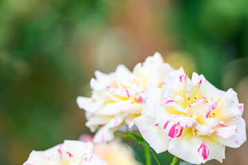 バラの花「美しい色彩のバラ」ポール　ゴーギャン Rose flower 