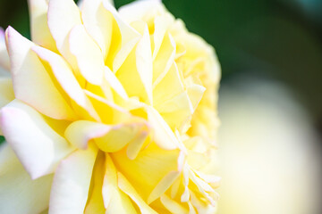 バラの花「美しい黄色いバラ」伊豆の踊子
Rose flower 