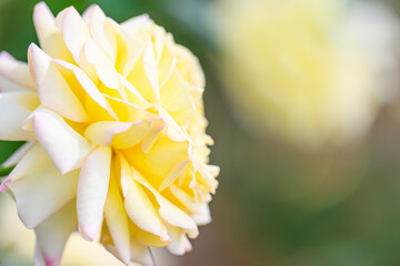 バラの花「美しい黄色いバラ」伊豆の踊子
Rose flower 