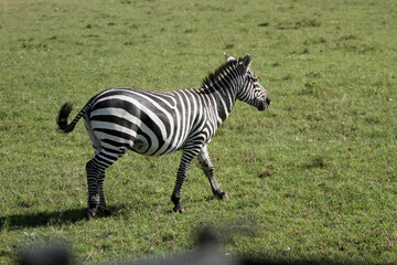 Fototapeta na wymiar Beautiful Zebra Walking
