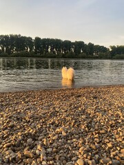 Samojede Weißer Ründe Hund am Wasser Rhein in Speyer