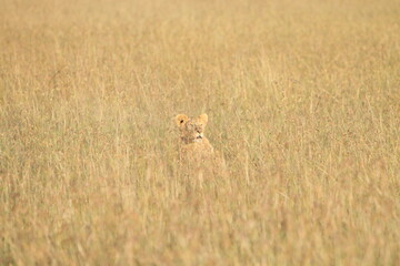 Lion Cub in the Field