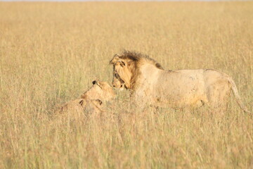 Lion with Family