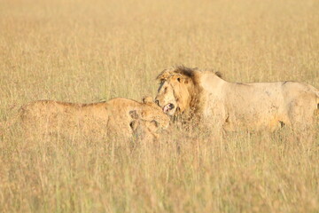 Lion Licking Lioness