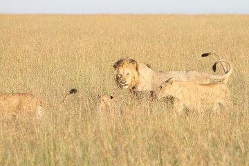 Lion with Family