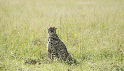Cheetah Looking at You