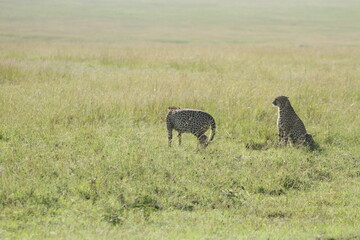 Cheetahs on the Move