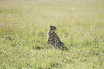 Cheetah In the Field