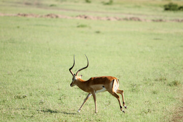 Gazelle Running in the Field