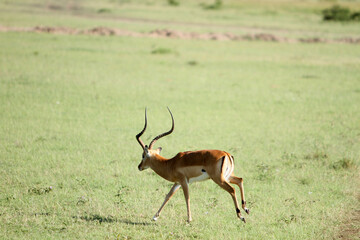 Naklejka na ściany i meble Gazelle Running in the Field