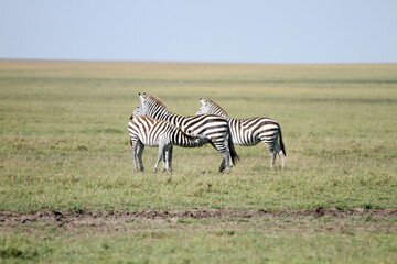 Fototapeta na wymiar Baby Zebra Nursing from Mom