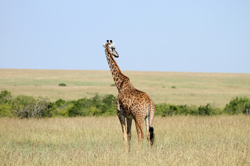 Giraffe in the wind