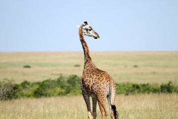 Giraffe Beautiful Back