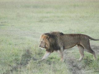 Lion Walking in the Field