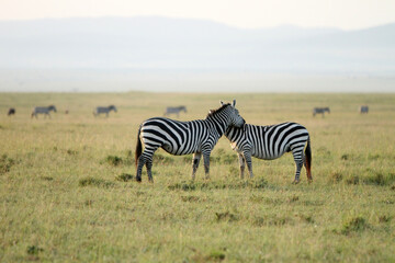 Fototapeta na wymiar Two Zebras in the Field