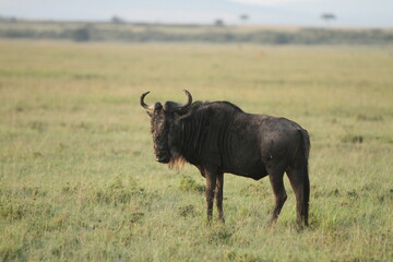 Wildebeest Looking Away