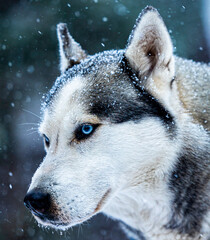 siberian husky portrait