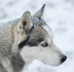 siberian husky dog in snow