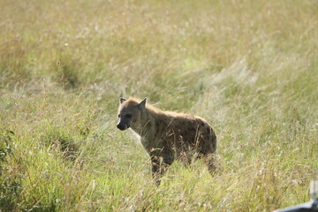 Hyena in the bush