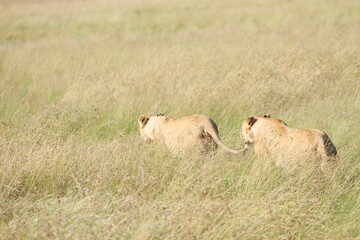 Lions Walking Away