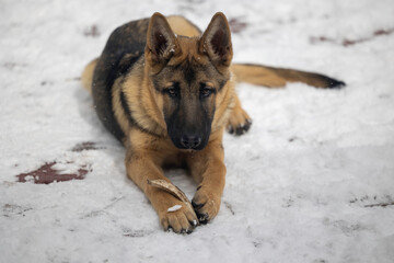 german shepherd puppy guards bone