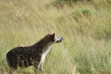 Hyena Looking Away