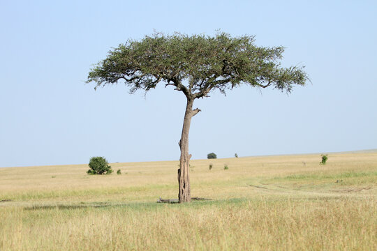 Acacia Tree in the day