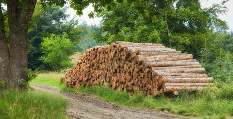 Chopped tree logs piled in a forest. Collecting big dry stumps of timber and split hardwood material for firewood and the lumber industry. Rustic landscape with deforestation and felling in the woods