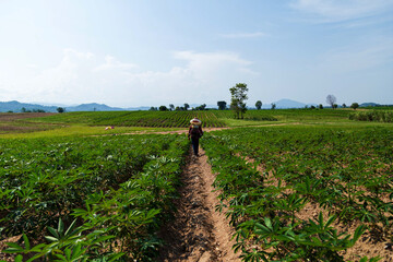 Thai farmers are sowing fertilizer with sprayers in rural Thai cassava fields.